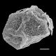 image of Lorinseria areolata