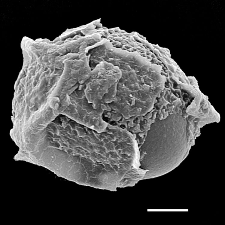 Blechnaceae Lorinseria areolata