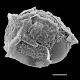 image of Lorinseria areolata