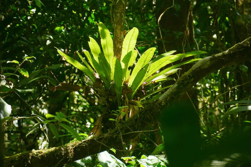 Dryopteridaceae Elaphoglossum backhouseanum