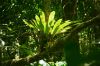 image of Elaphoglossum backhouseanum