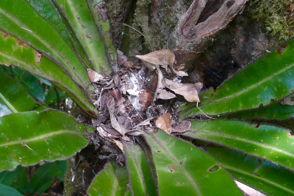 Dryopteridaceae Elaphoglossum backhouseanum