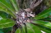 image of Elaphoglossum backhouseanum