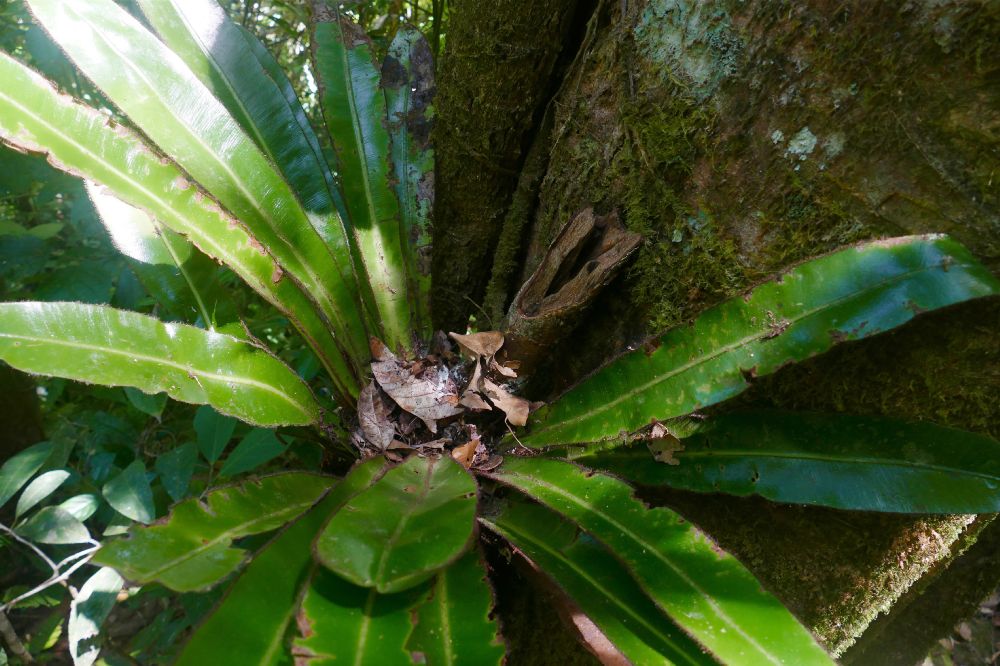 Dryopteridaceae Elaphoglossum backhouseanum