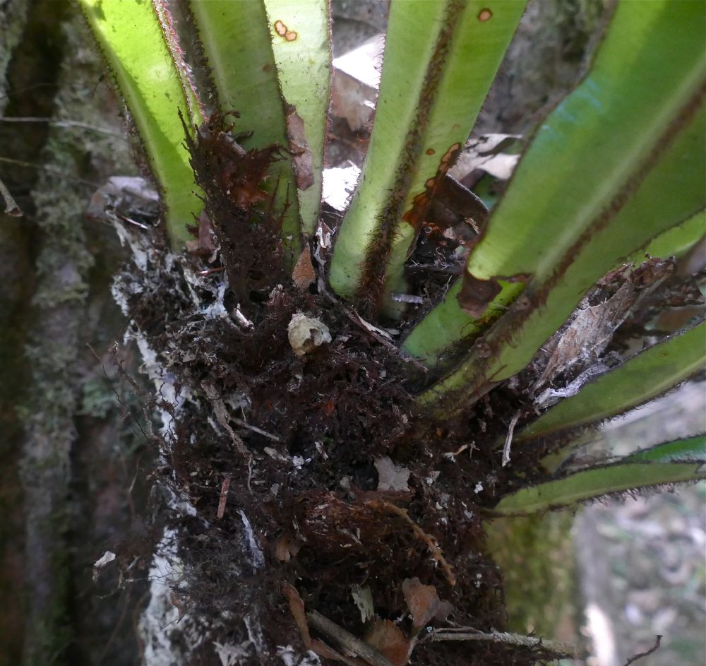 Dryopteridaceae Elaphoglossum backhouseanum
