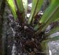 image of Elaphoglossum backhouseanum