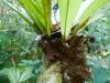 image of Elaphoglossum backhouseanum