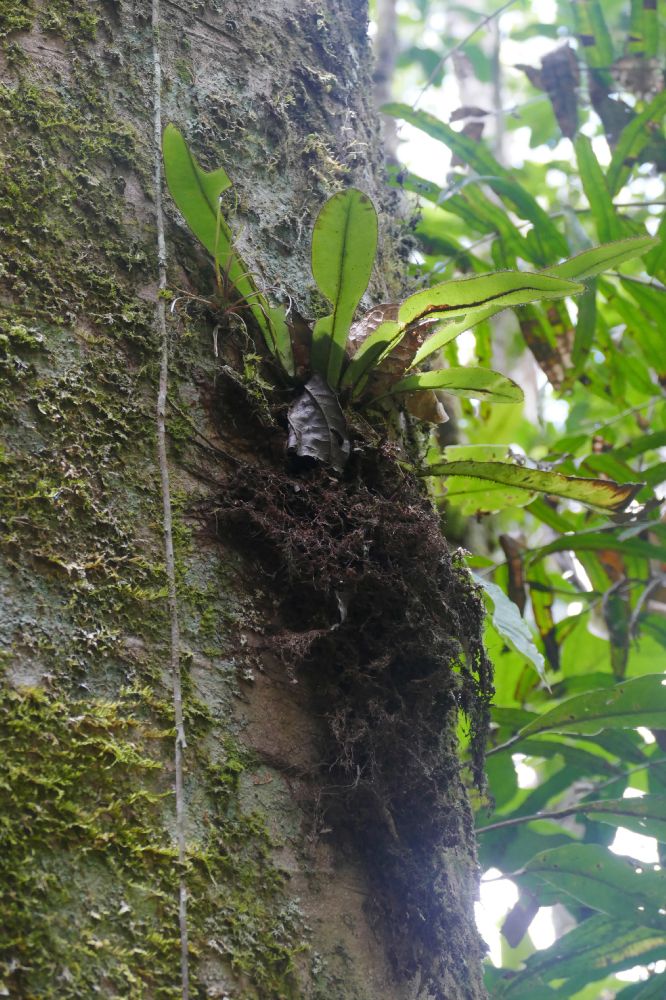 Dryopteridaceae Elaphoglossum backhouseanum