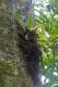 image of Elaphoglossum backhouseanum
