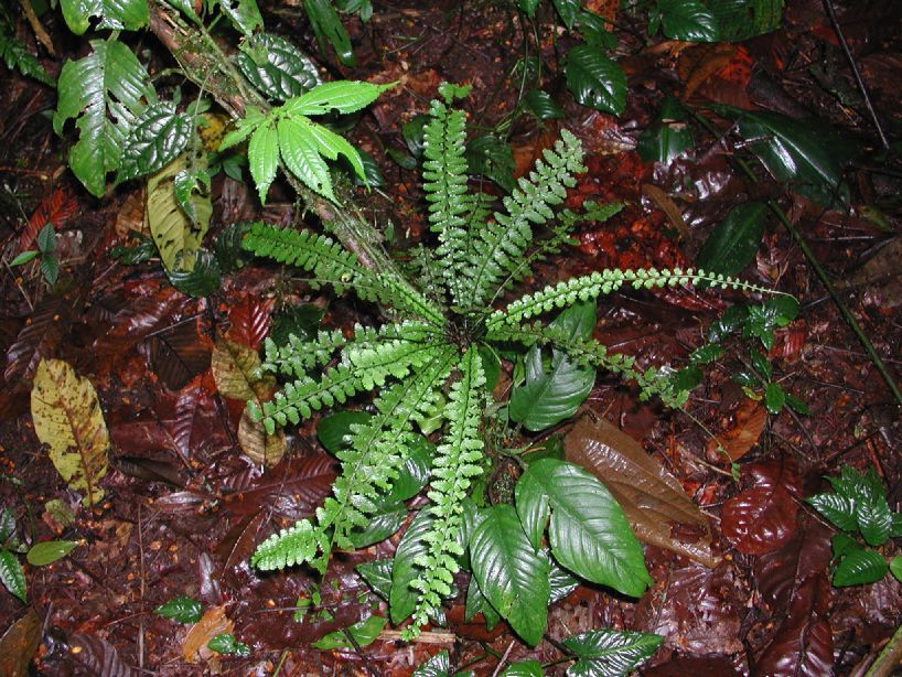 Aspleniaceae Asplenium hallii