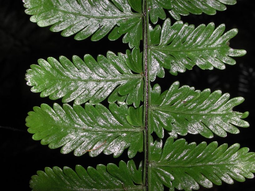 Aspleniaceae Asplenium hallii