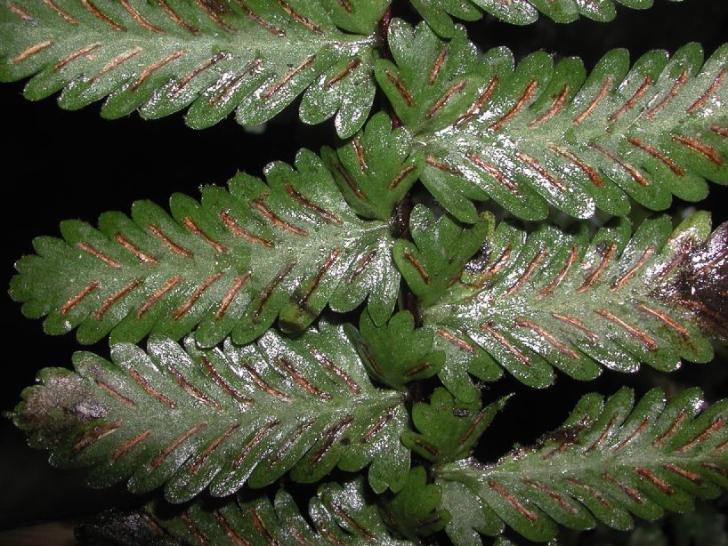 Aspleniaceae Asplenium hallii