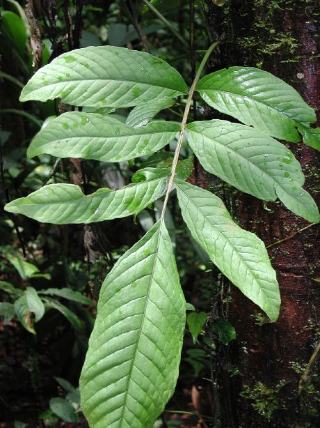 Lomariopsidaceae Mickelia nicotianifolia