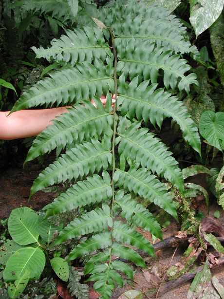 Athyriaceae Diplazium macrophyllum