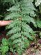 image of Diplazium macrophyllum