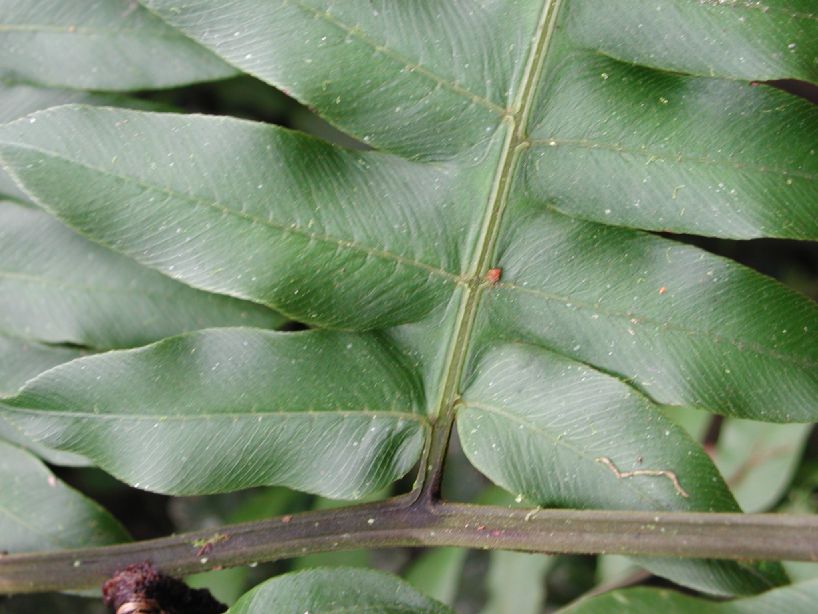 Athyriaceae Diplazium macrophyllum