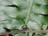 image of Diplazium macrophyllum