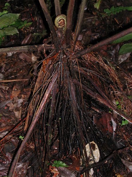 Athyriaceae Diplazium macrophyllum