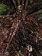 image of Diplazium macrophyllum