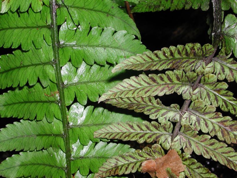 Athyriaceae Diplazium seemannii