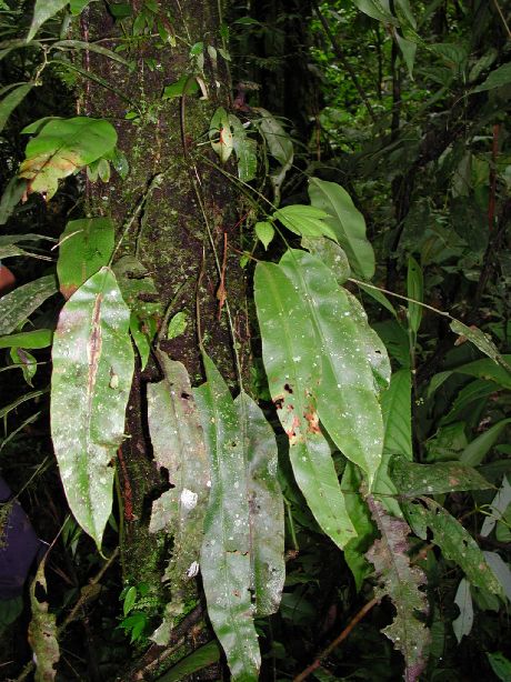Dryopteridaceae Elaphoglossum 