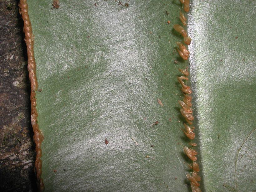 Dryopteridaceae Elaphoglossum decoratum
