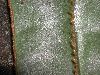 image of Elaphoglossum decoratum