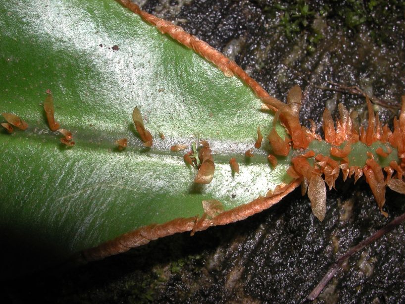 Dryopteridaceae Elaphoglossum decoratum