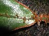 image of Elaphoglossum decoratum