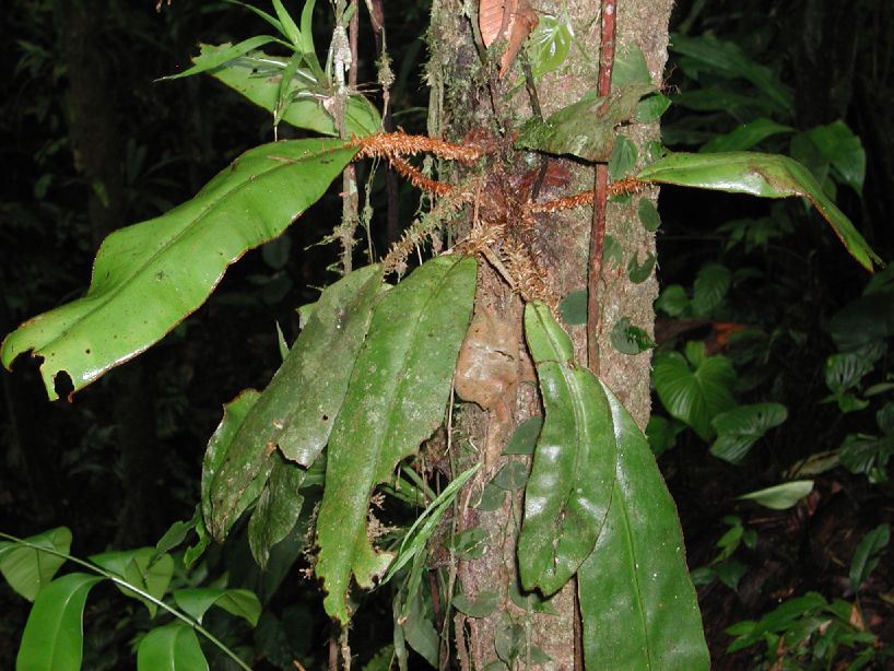 Dryopteridaceae Elaphoglossum decoratum