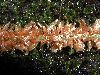 image of Elaphoglossum decoratum