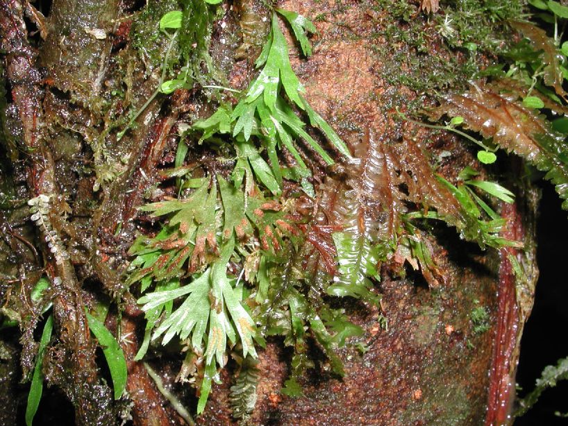 Pteridaceae Hecistopteris pumila