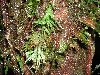 image of Hecistopteris pumila