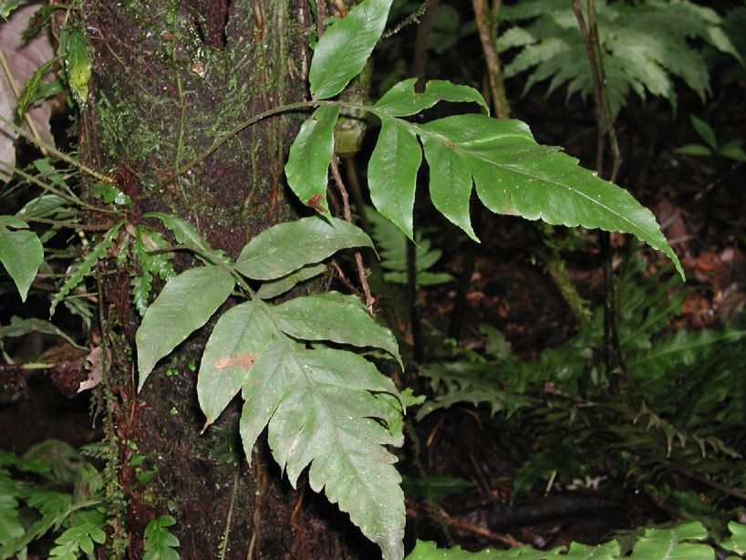 Dryopteridaceae Polybotrya andina