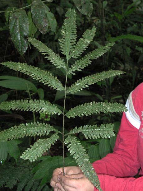 Pteridaceae Pteris pungens