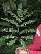 image of Pteris pungens