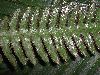 image of Pteris pungens