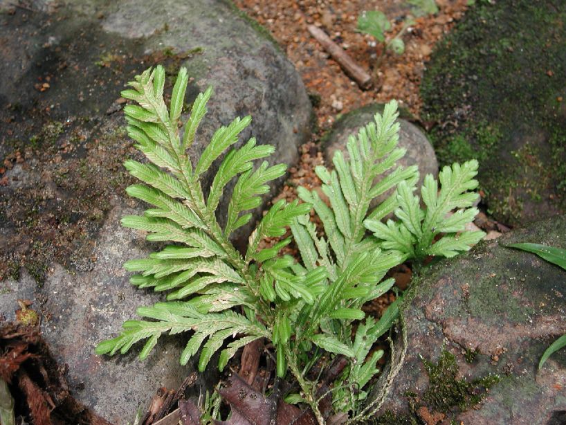 Selaginellaceae Selaginella 