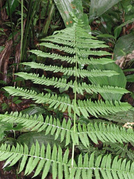 Dryopteridaceae Stigmatopteris lechleri