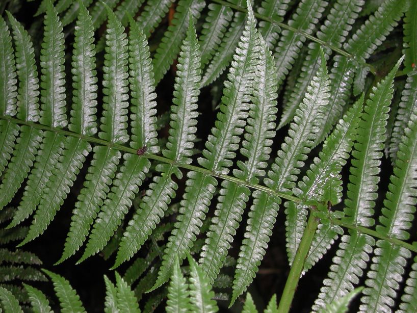 Dryopteridaceae Stigmatopteris lechleri