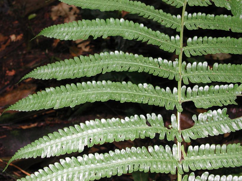 Dryopteridaceae Stigmatopteris sordida