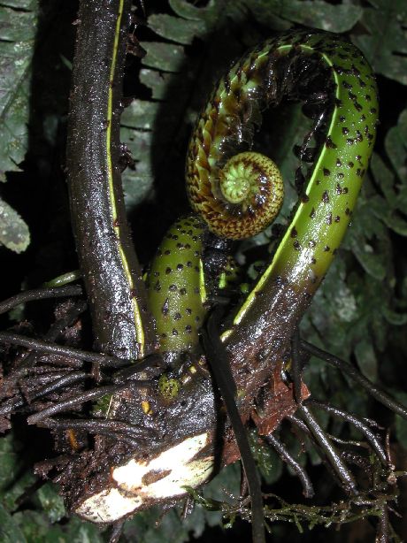 Dryopteridaceae Stigmatopteris sordida