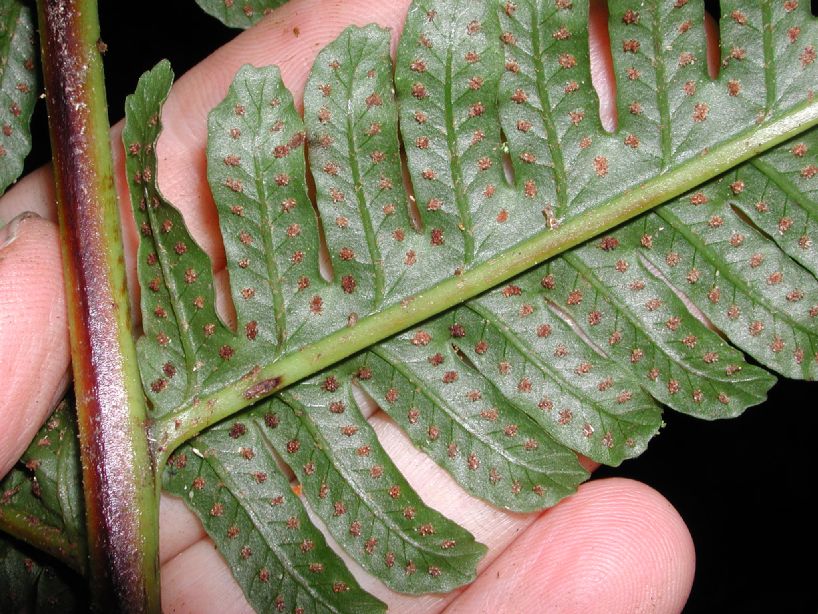 Dryopteridaceae Stigmatopteris sordida