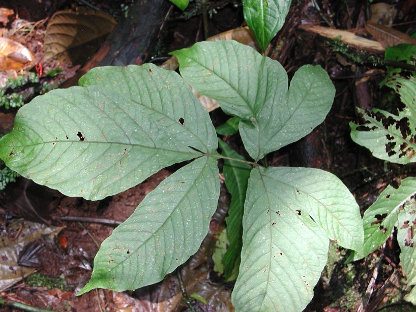 Tectariaceae Tectaria antioquioana