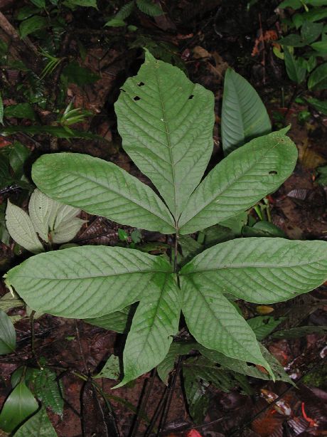 Tectariaceae Tectaria antioquioana