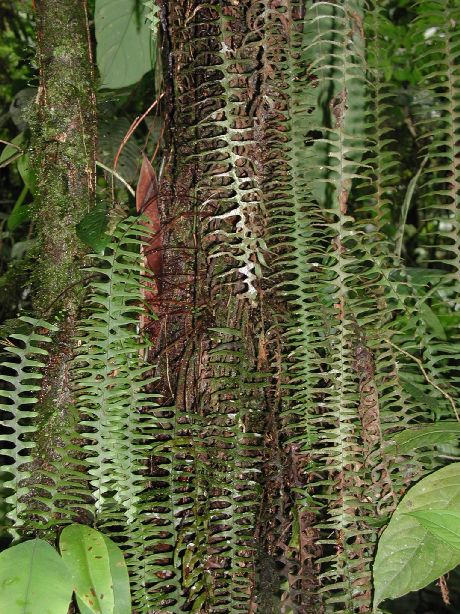 Grammitidaceae Terpsichore lehmanniana