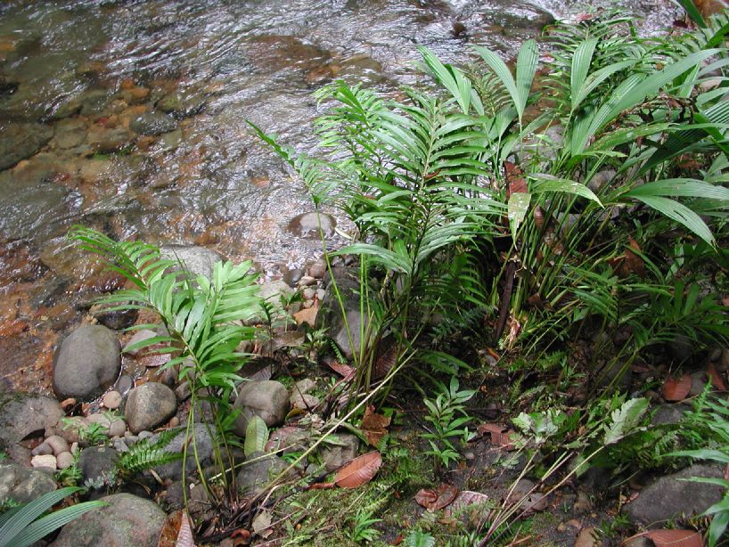 Thelypteridaceae Meniscium angustifolium