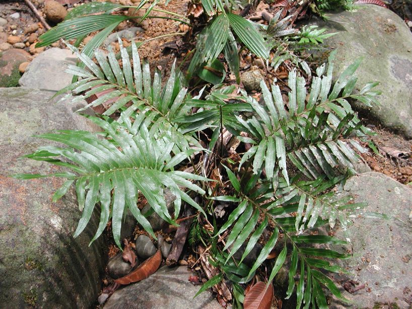 Thelypteridaceae Meniscium angustifolium