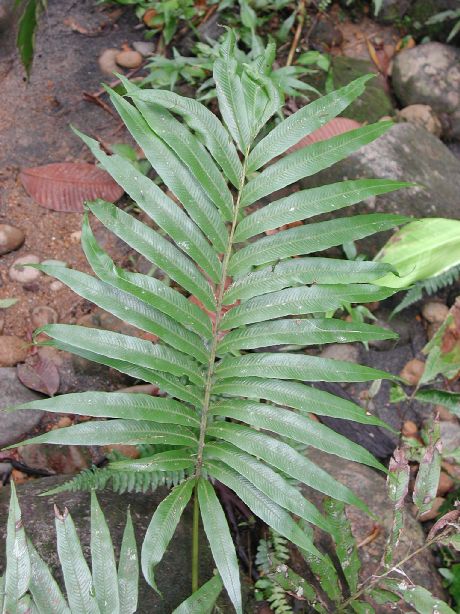 Thelypteridaceae Meniscium angustifolium