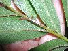 image of Meniscium angustifolium